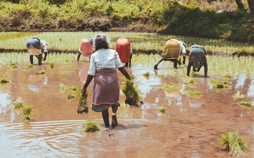 African farmers in a rice padding